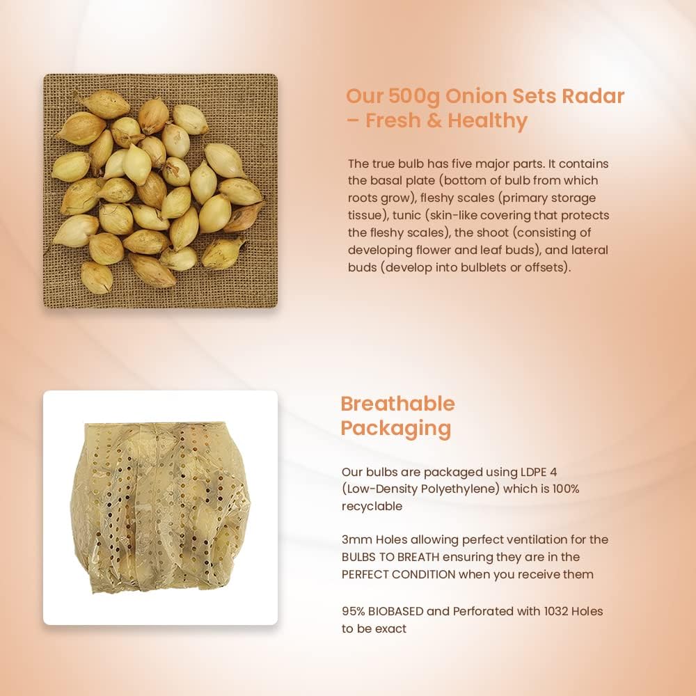 Onion Sets Radar 500 Grams Long Standing Favourite for Autumn Sown