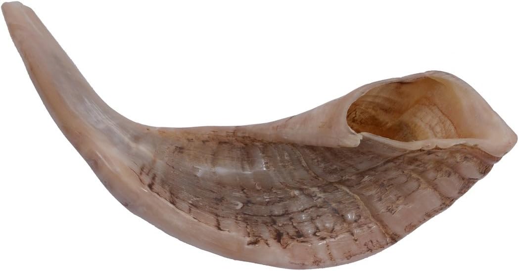 Special Polished Extraordinary 14"-15" Kosher Rams Horn Shofar Israel Judaica