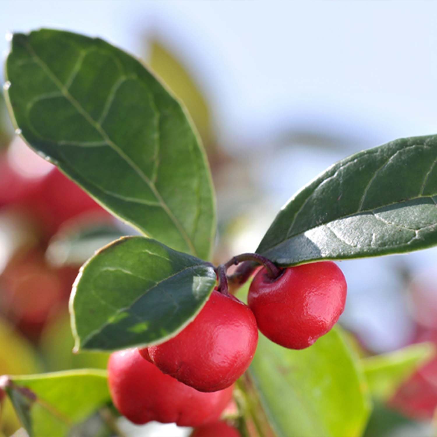 PRIMAVERA Aktivwohl Muskelwohl Pflegeöl bio 3 x 50 ml - Pflege der Haut nach körperlichen Aktivitäten - Aromatherapie - lindernd, anregend - vegan