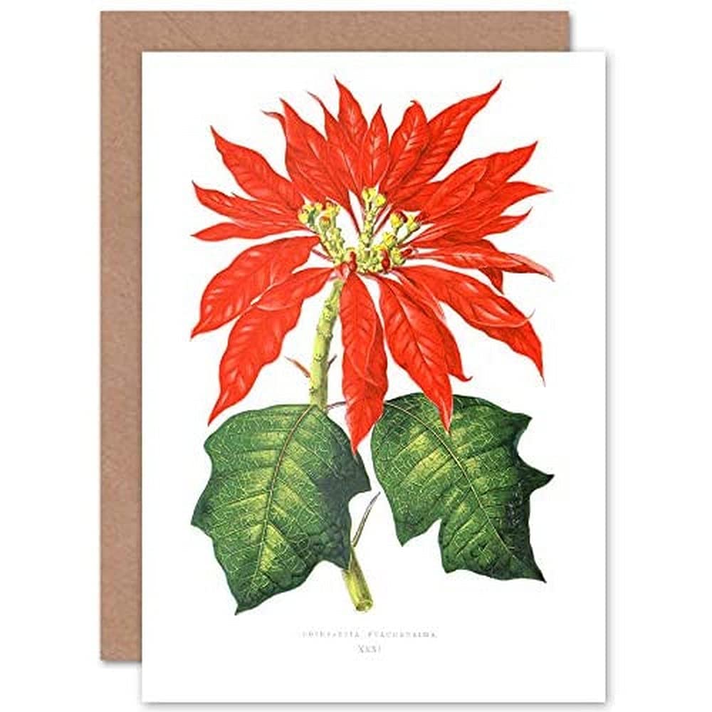 Wee Blue Coo Flower Poinsettia Pulcherrima Christmas Greeting Card With Envelope Inside Premium Quality
