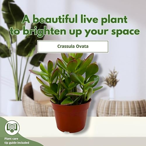 Miniatura 3 de BubbleBlooms Suculenta de jade en una maceta de 4 pulgadas Crassula ovata