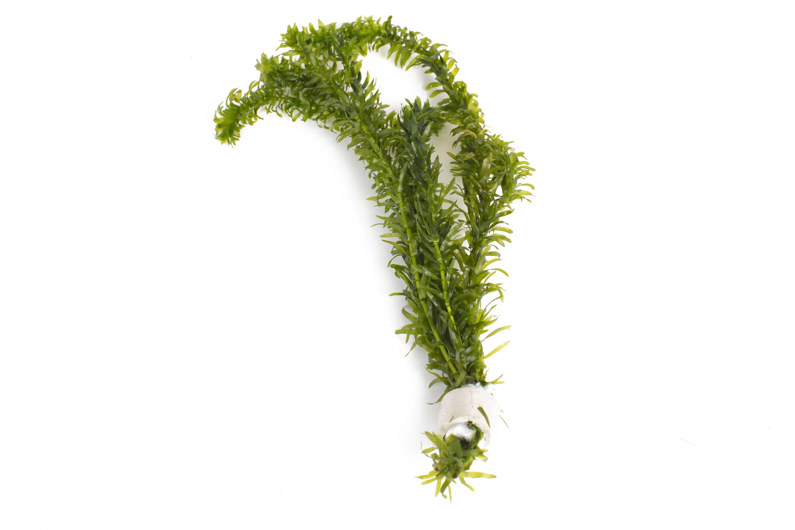 10 x Oxygenating Weed Live Pond Plant ELODEA DENSA - Also Aquarium Aquatic Plants (Weigthed)