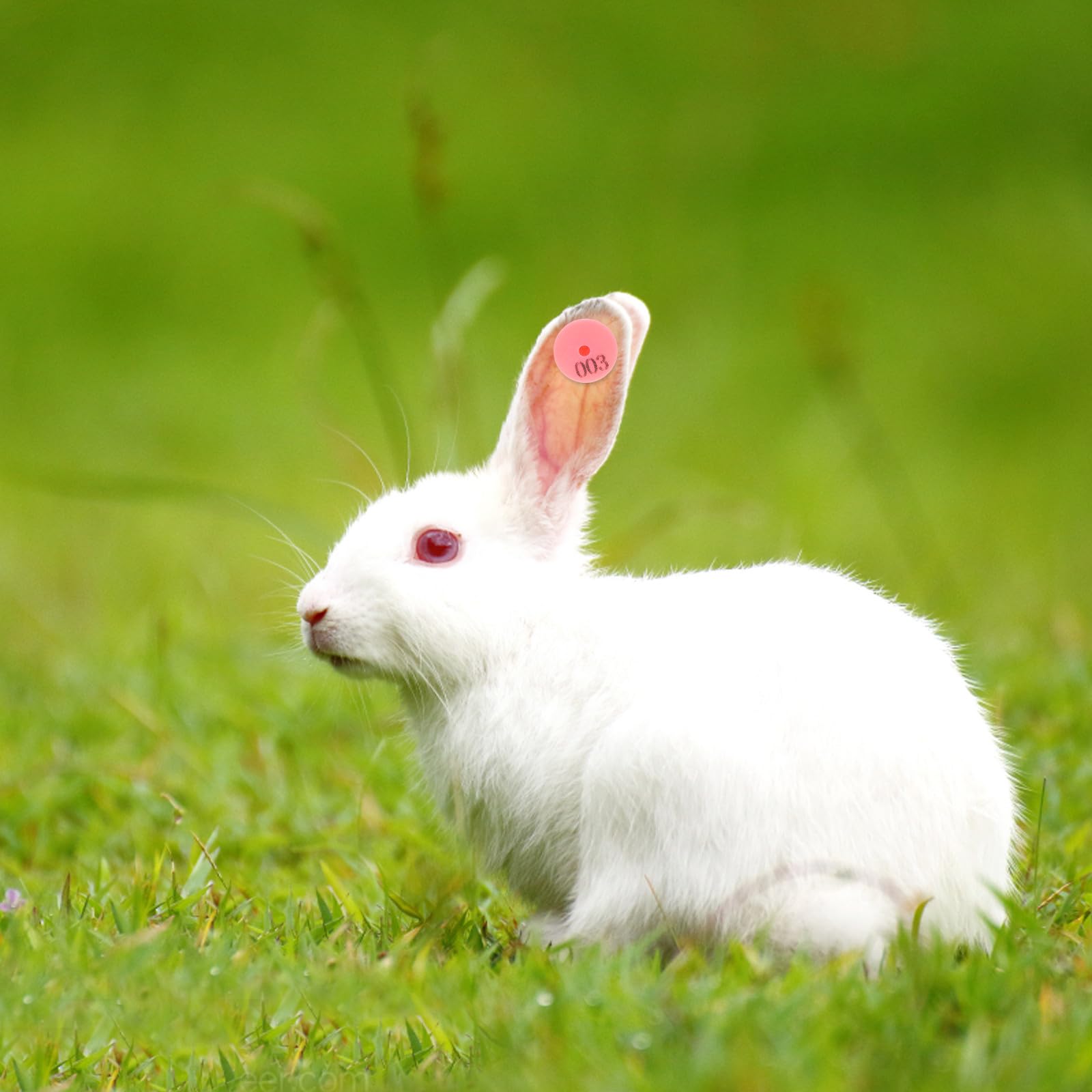 Tofficu 100 Pezzi Marchi Auricolari Numerati per Conigli e Piccoli Animali, Etichette Auricolari Resistenti e Facili da Fissare per Identificazione e Gestione Bestiame in Fattoria