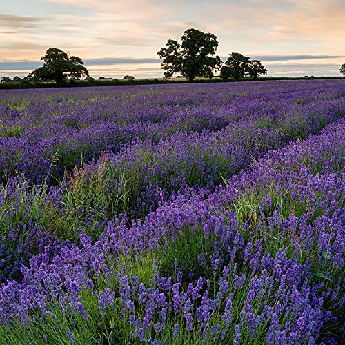 Park Seed La colección de semillas de lavanda de Park, contiene lavandas inglesas, francesas largas, azul hidcote y Munstead