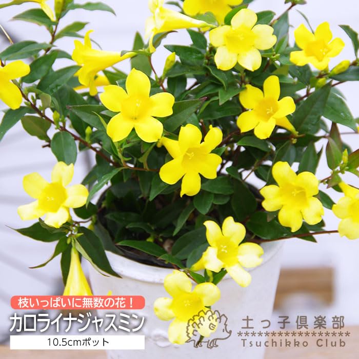 Amazon.co.jp: カロライナジャスミン 10.5cmポット苗 【単品】 : DIY 
