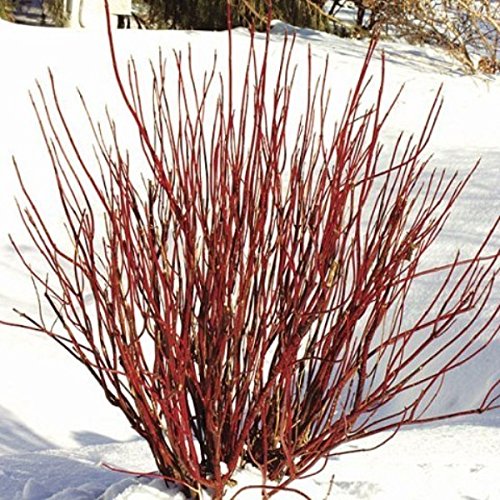 Cornus Sericea_Dogwood (3-5" Pots, Osier- Red Twig) #TOP29