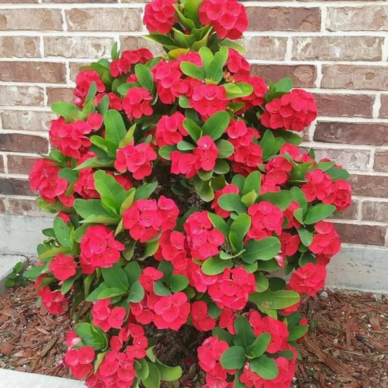 2-Plant Set Red Euphorbia Milii Live Plant | Crown of Thorns Houseplant | 4 to 8 Inch Tall, Easy to Grow Indoor or Outdoor Decorative Plant, Home Office, Patio Garden