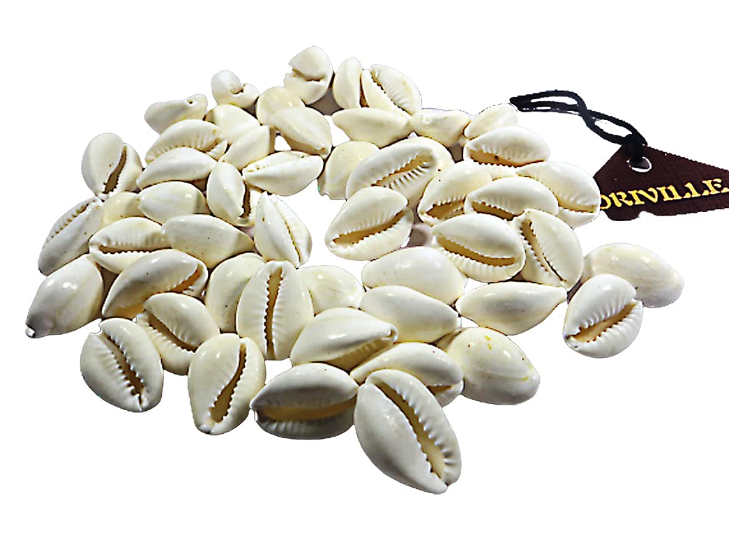 ORIVILLE White Cowdi/Kauri/Kowri/Kaudi/Cowrie Shells Energised with Mantras (51 Pieces for Pooja/Puja) - Image 2 thumbnail