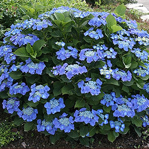 GardenersDream Hortensie Teller Blue - Intensiv Hortensien Blau Tellerhortensie - Schneeball Pflanze mit Lacecap-Blüten - Garten Blumen für Sauren Boden