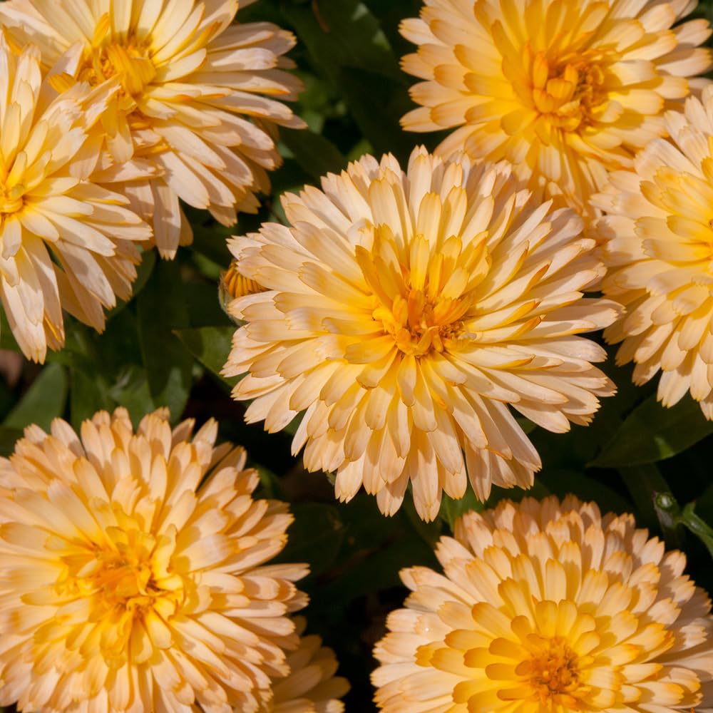 Bedwen Calendula 'Apricot Twist' Plug Plant x6 – Apricot‑Orange Summer‑Flowering Bedding Plants for Cottage Gardens, Wildlife Borders & Patio Pots
