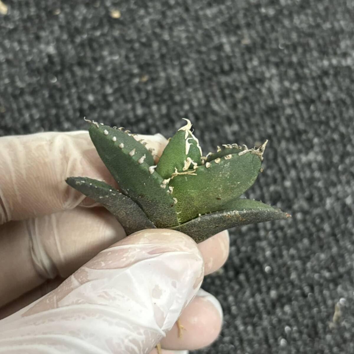 Amazon.co.jp: 2 多肉植物 アガベ チタノタ 狼人 子株 発根済