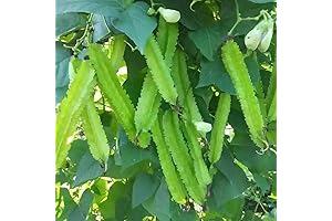 VAACNEE: Asian Pea Seeds for Bountiful Vegetable Gardens