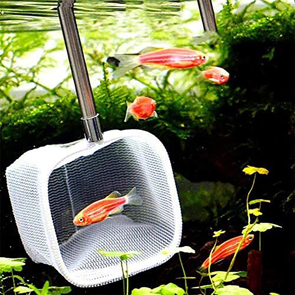 Petit filet télescopique pour poissons d'aquarium avec poignée extensible de 18 à 53 cm de long pour aquarium Betta (carré, rouge)