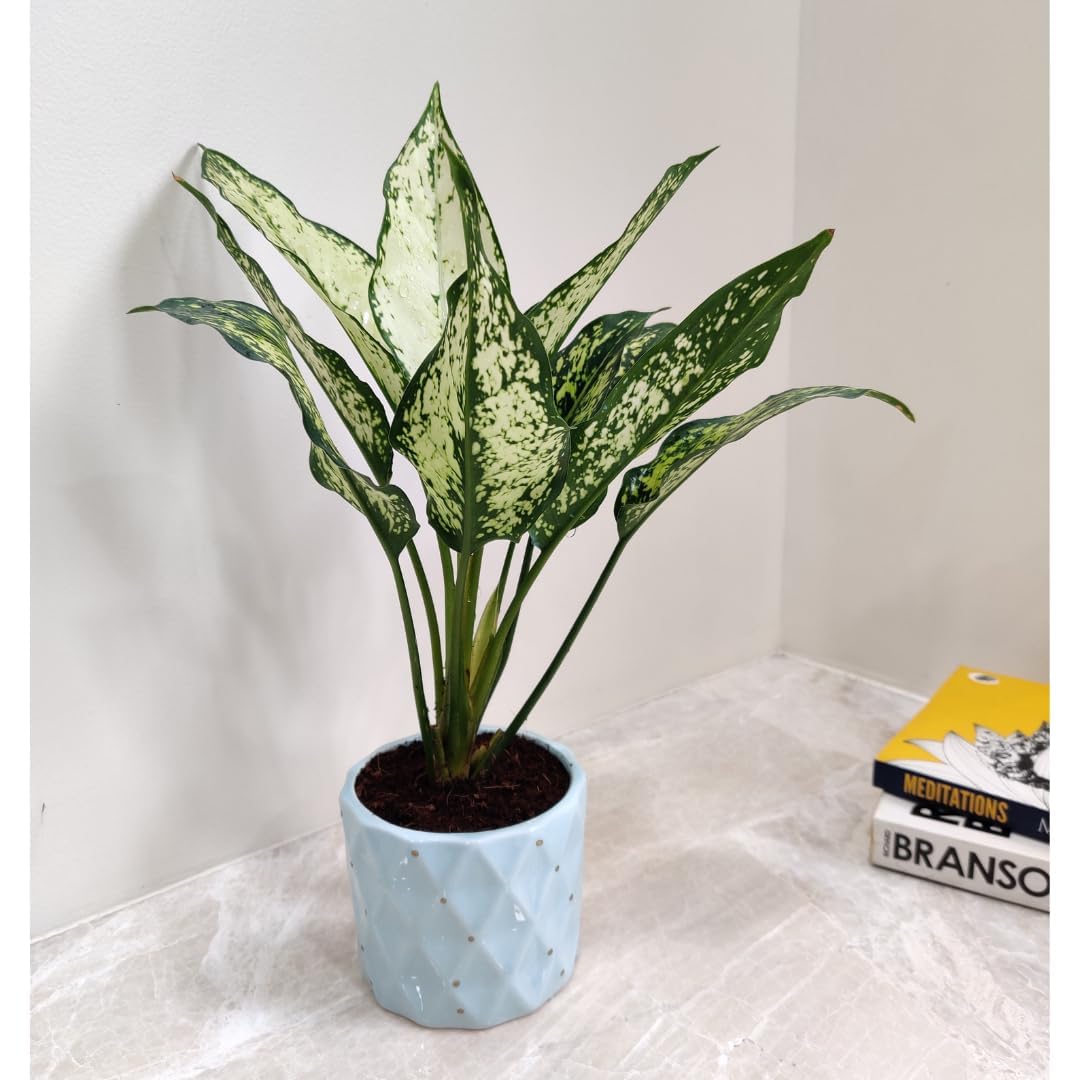 Chinese Evergreen Plant - Easy Indoor Greenery -3 Chinese Evergreen Plant - Easy Indoor Greenery -3