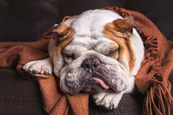 Lantern Press Sleeping English Bulldog Puzzle, 1000 Pieces | Adorable sleeping English Bulldog artwork with 1,000 premium matte pieces. Made in USA for a precise fit.