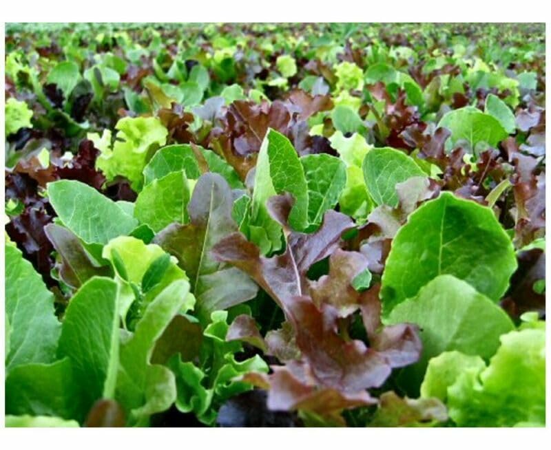 Buy4seeds 540 Seed Tape Lettuce Baby Mixed Leaf mesclun Mix 6M Easy to Grow Garden Yard Patio