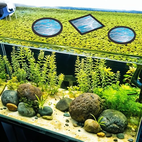 Image of 6 Pcs Floating Betta Ring Fish Feeding Rings Set Round Square Floating Aquarium Plant Corral Floating Plant Ring Fish Tank Feeding Rings Accessories for Betta Tank Aquariums (Black)