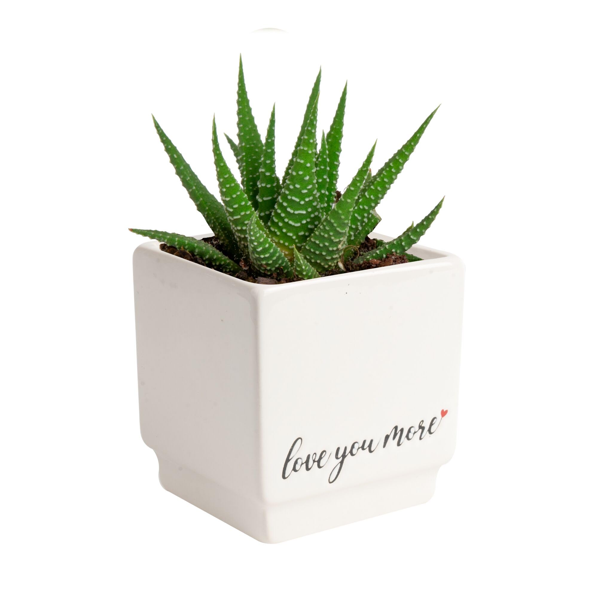 Costa Farms Haworthia