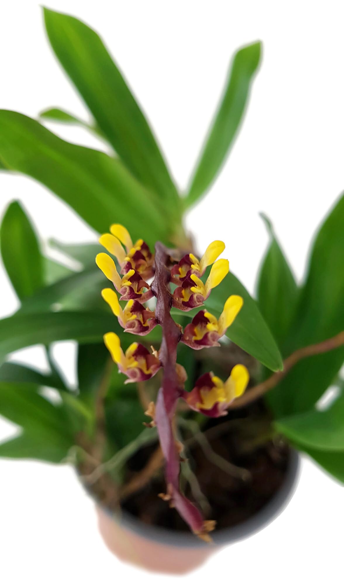 Bulbophyllum falcatum im Ø 9 cm Topf – exotische Orchidee mit außergewöhnlichem Blütenstand – pflegeleichte Zimmerpflanze für Fensterbank & Terrarium