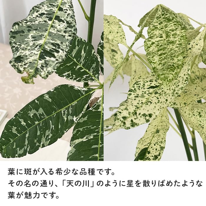 Amazon｜観葉植物 斑入り パキラ ミルキーウェイ 実生 4号鉢 希少