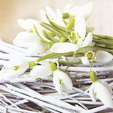 20 Servietten Snowdrops ? Schneeglöckchen/Blumen/Frühling 33x33cm