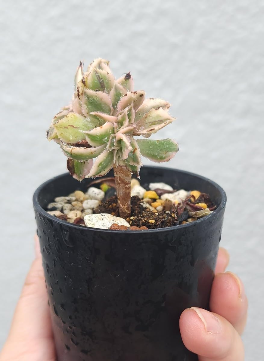 Amazon.co.jp: アエオニウム サンバースト綴化 多肉植物 苗