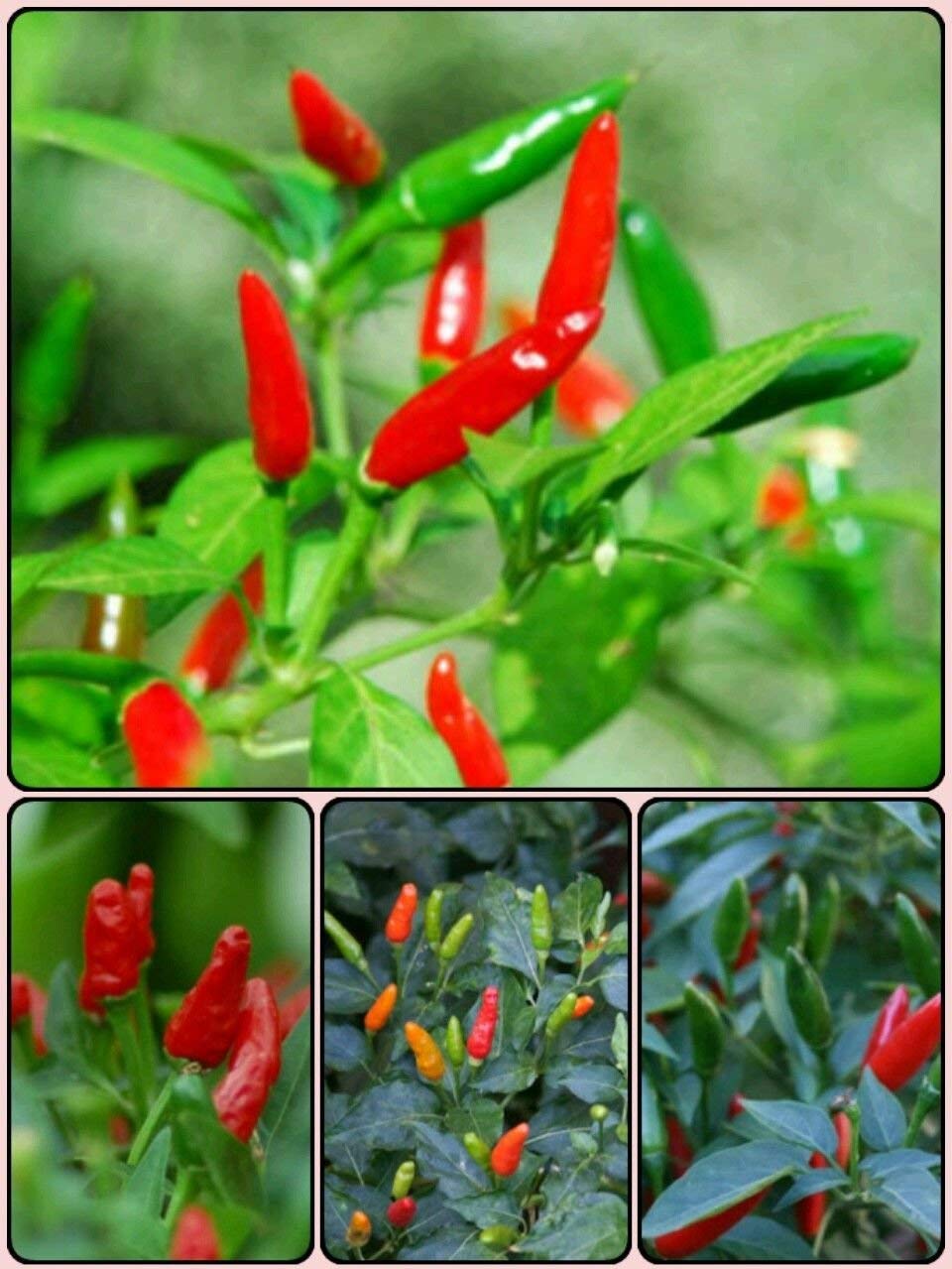 Creative Farmer Vegetable Seeds Bird Chilli -Red Seeds - Bird Chilli -Red Seeds Perennial Seasonal Vegetable Garden Home Garden Seeds (B07N46Y9FB) Amazon Price History, Amazon Price Tracker