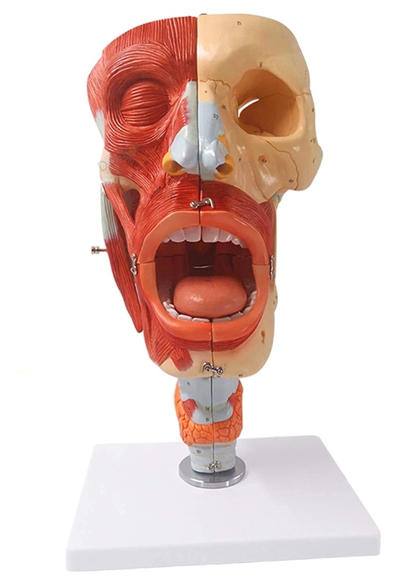 XINGLUOY Neurovascular model nasal cavity throat anatomy detachable 10 parts suitable for science class office