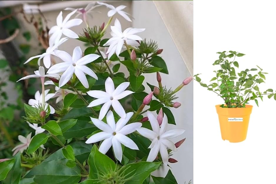 Indian Gardens - Colour Kakatan/Jasminum multiflorum live plant | Indoor & Outdoor Plant | Jasminum sambac | White Jasmine (6 inch Yellow) (B0CQKB8JH7) Amazon Price History, Amazon Price Tracker