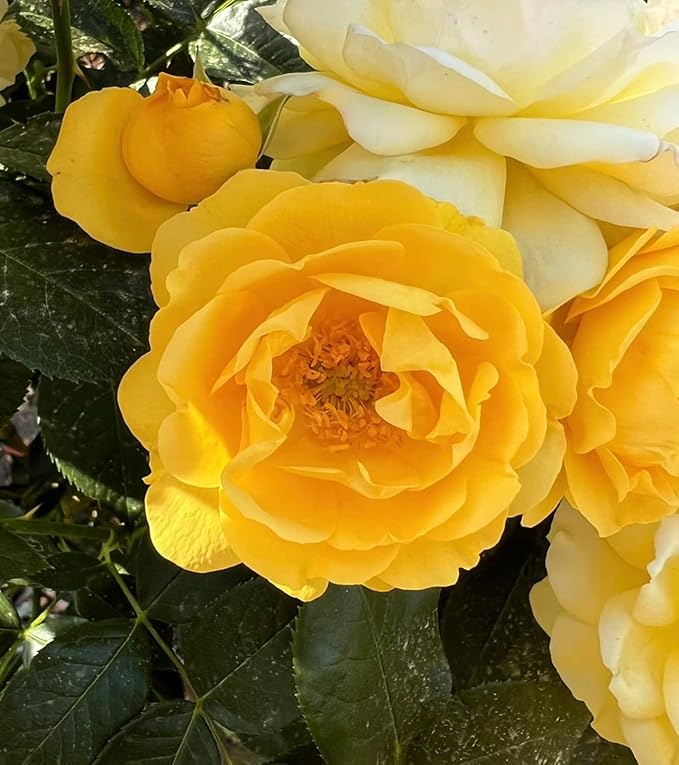 'Arthur Bell' Full Standard Rose (100cm) - Deep Yellow Fragrant Clusters - Potted