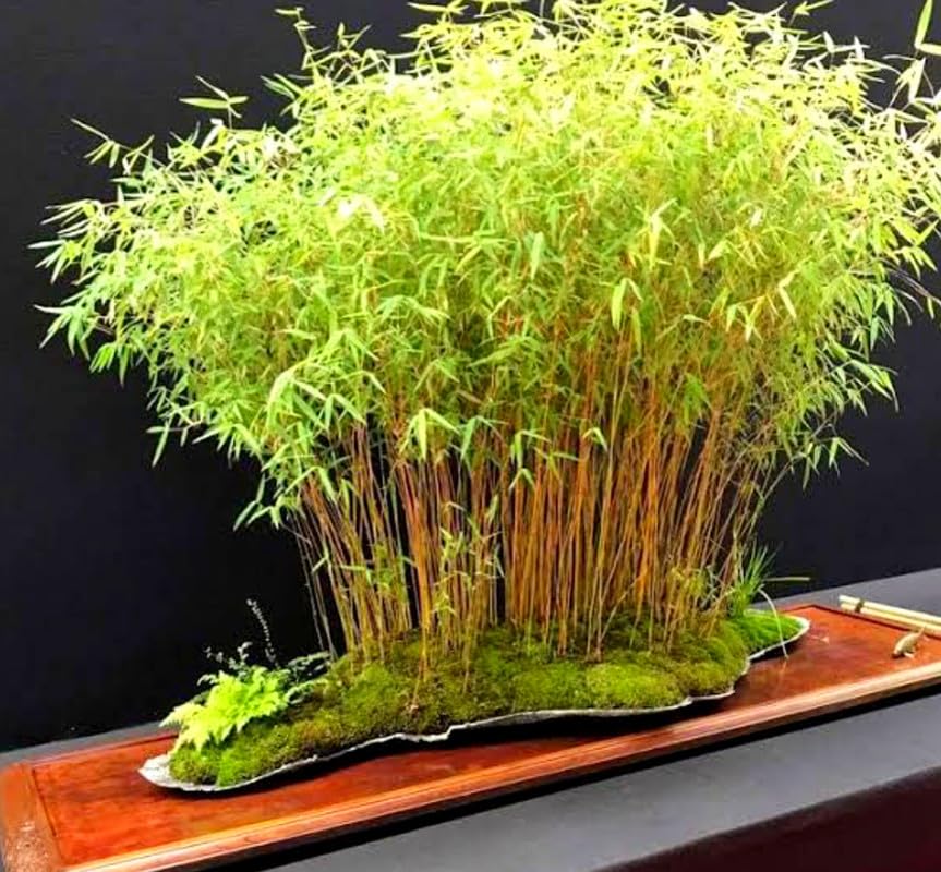 Indoor bamboo live plant,indoor bamboo bush small (Pack of 1 Live bush With pot)-image-47