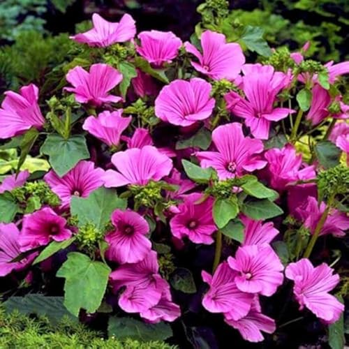 Buy4seeds 150 Seeds Rose Mallow Mix lavatera trimestris - Hollyhock Hibiscus Flower