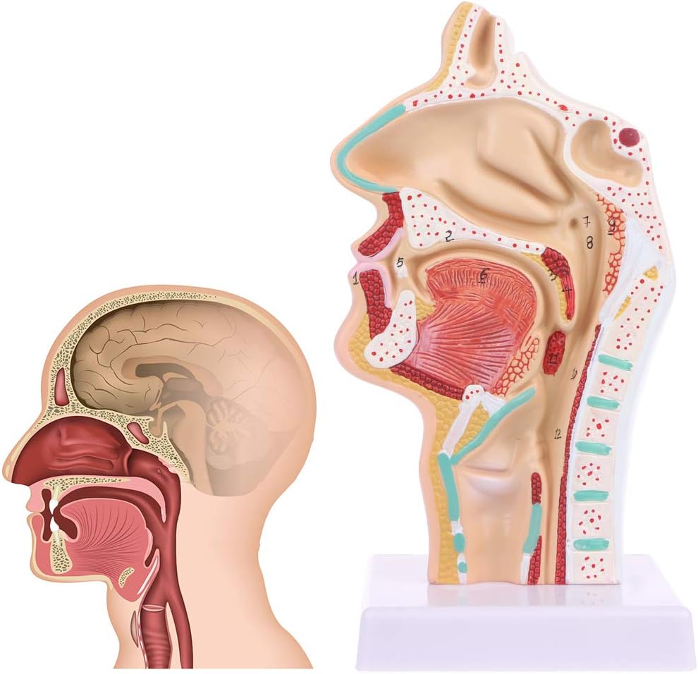 NABIAN Nasal Cavity Throat Anatomy Model, Human Anatomical Nasal Cavity Throat Anatomy Medical Model Teaching Learning Tool