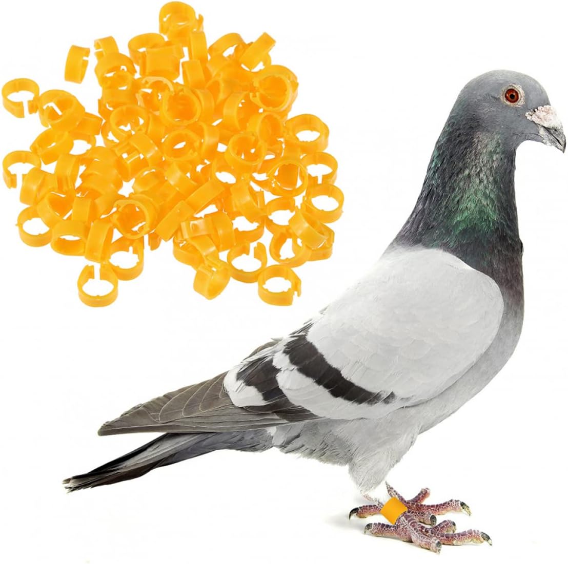 200 Pcs Colorful Opening Bird Leg Bands for Pigeons,Chickens,Parrots,and More-Easy to Use and Safe Identification Rings