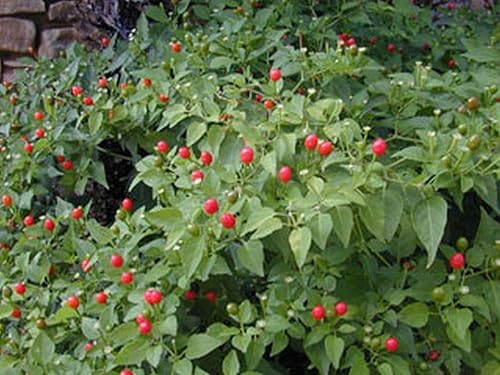Miniatura 6 de Chile Pequin Peppers - Pequeños chiles rojos brillantes - Empacan un ponche (100 - Semillas)
