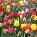 50 Triumph Tulips Mixed Colors - 50 Bulbs - Assorted Colors Tulip BulbsTOP Seller