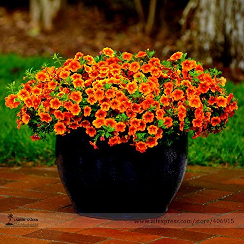 Calibrachoa39;Kabloom Crave Sunset39; Vigorous Free-flowering Annual Petunia Seeds, Professional Pack, 100 Seeds / Pack E3301