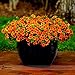 Calibrachoa 'Kabloom Crave Sunset' Vigorous Free-flowering Annual Petunia Seeds, Professional Pack, 100 Seeds / Pack E3301