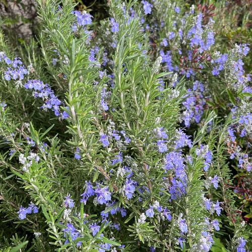 RosmarinSamen, seltene grünpflanzen wildkräuter alte sorten exotische balkon küchenkräuter kräutersamen bonsai kräuterpflanzen 250pcs