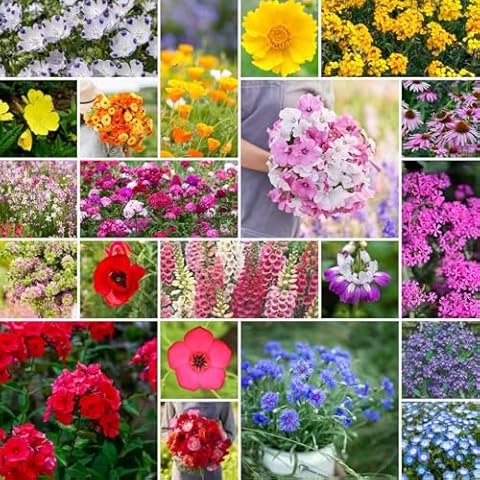 Eden Brothers Partial Shade Wildflower Mixed Seeds for Planting, 1/4 lb, 120,000+ Seeds with Sweet William, Foxglove | Attracts Pollinators, Plant in Spring or Fall, Zones 3, 4, 5, 6, 7, 8, 9, 10 Cover