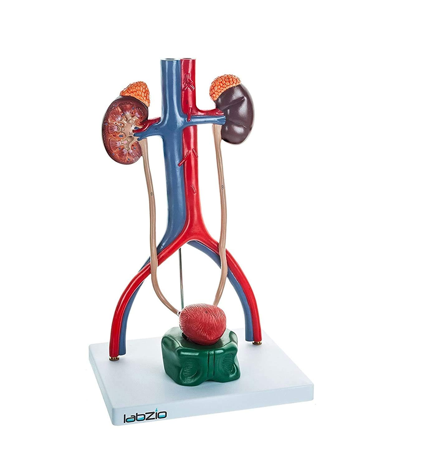 LABZIO, Medical Male Urinary System Premium Anatomical Model, With One Cut-Away Kidney, Adrenal Glands, Ureter & Bladder, Supplied With Detailed Study Guide, Off White (B073WB9MT1) Amazon Price History, Amazon Price Tracker