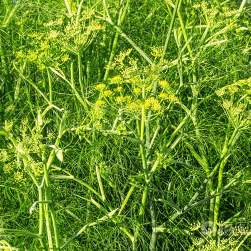 semillas de eneldo perenne - 300pcs