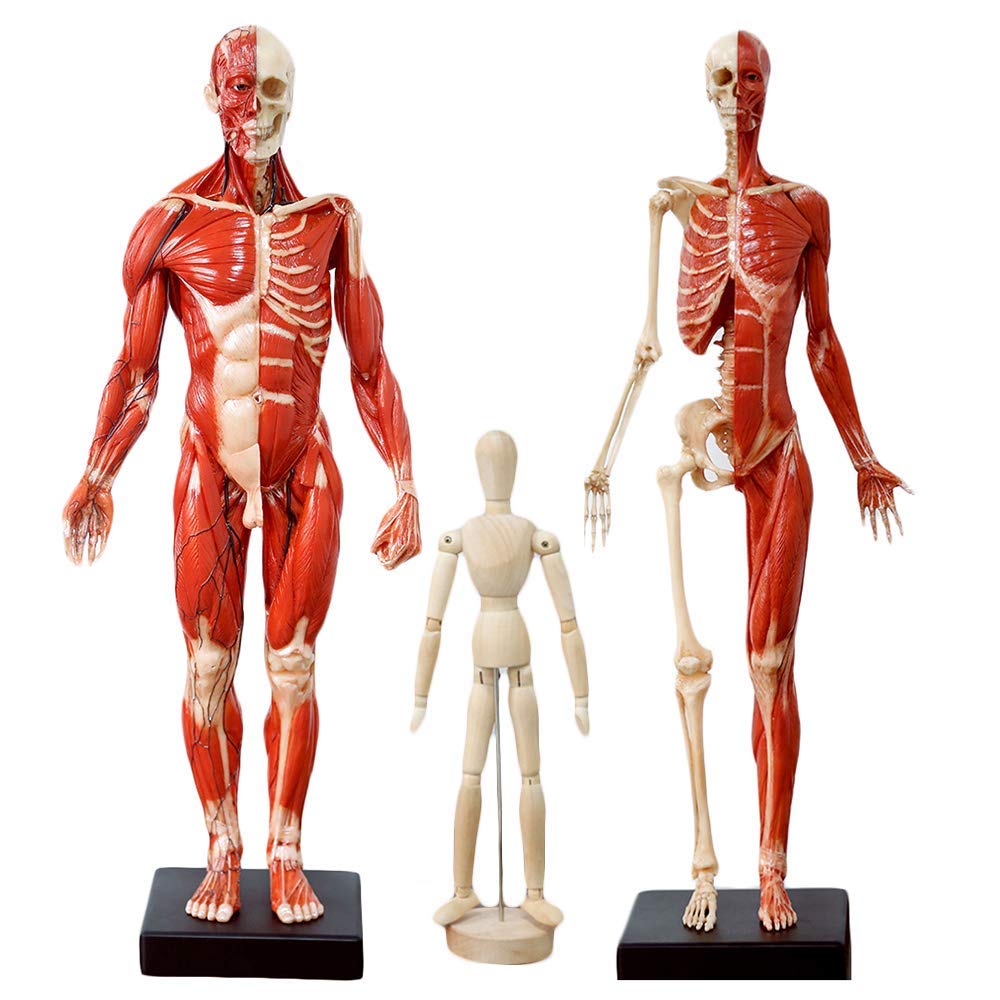 Amazon.co.jp: 23.6インチ/ 60cmの男性と女性の人体解剖図医療参照