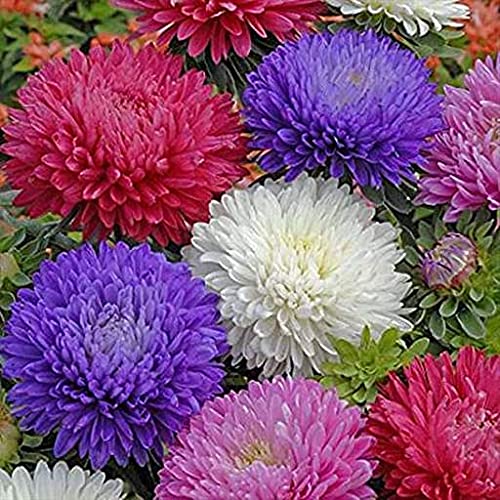 Aster Flower | F1 Hybrid Seeds 100% Germination |Pack of 50 Flower Seeds |By UDANTA® (B09M3W292Y) Amazon Price History, Amazon Price Tracker