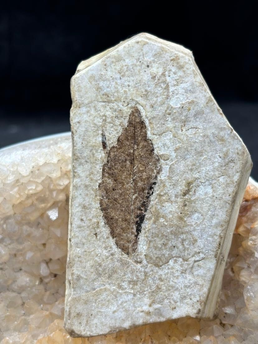 Beautiful Jurassic Leaf Plant Fossils from the Ice Age
