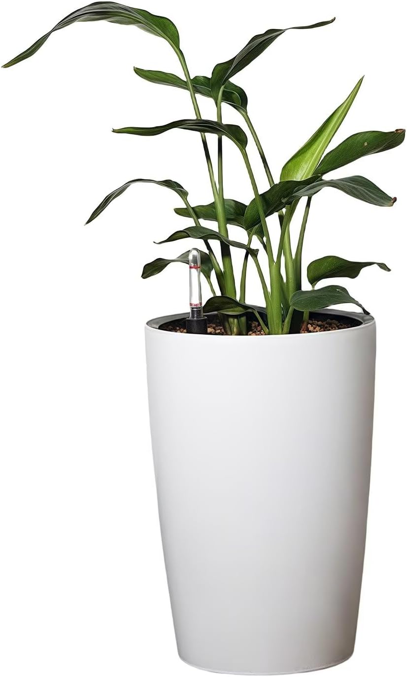 ポーセリンhyb. 大木ナーサリー クリスマスローズ タグ付き 現品 苗