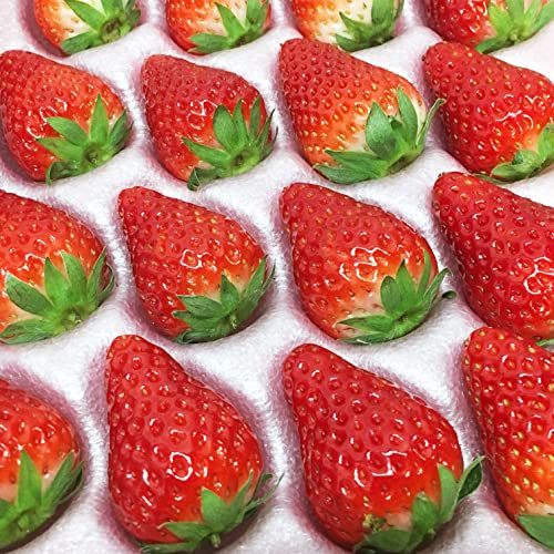 ÉY igق ܂ ҍjy2L`MTCY (20`30) 250g×1g[z~  C`S ʕ t[c Mtg Xgx[ Ɩp P[L ỷʕ gz