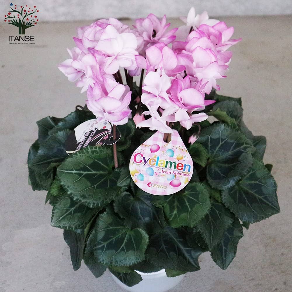 Amazon.co.jp: シクラメン・フェアリーシルエット 5号 【品種で