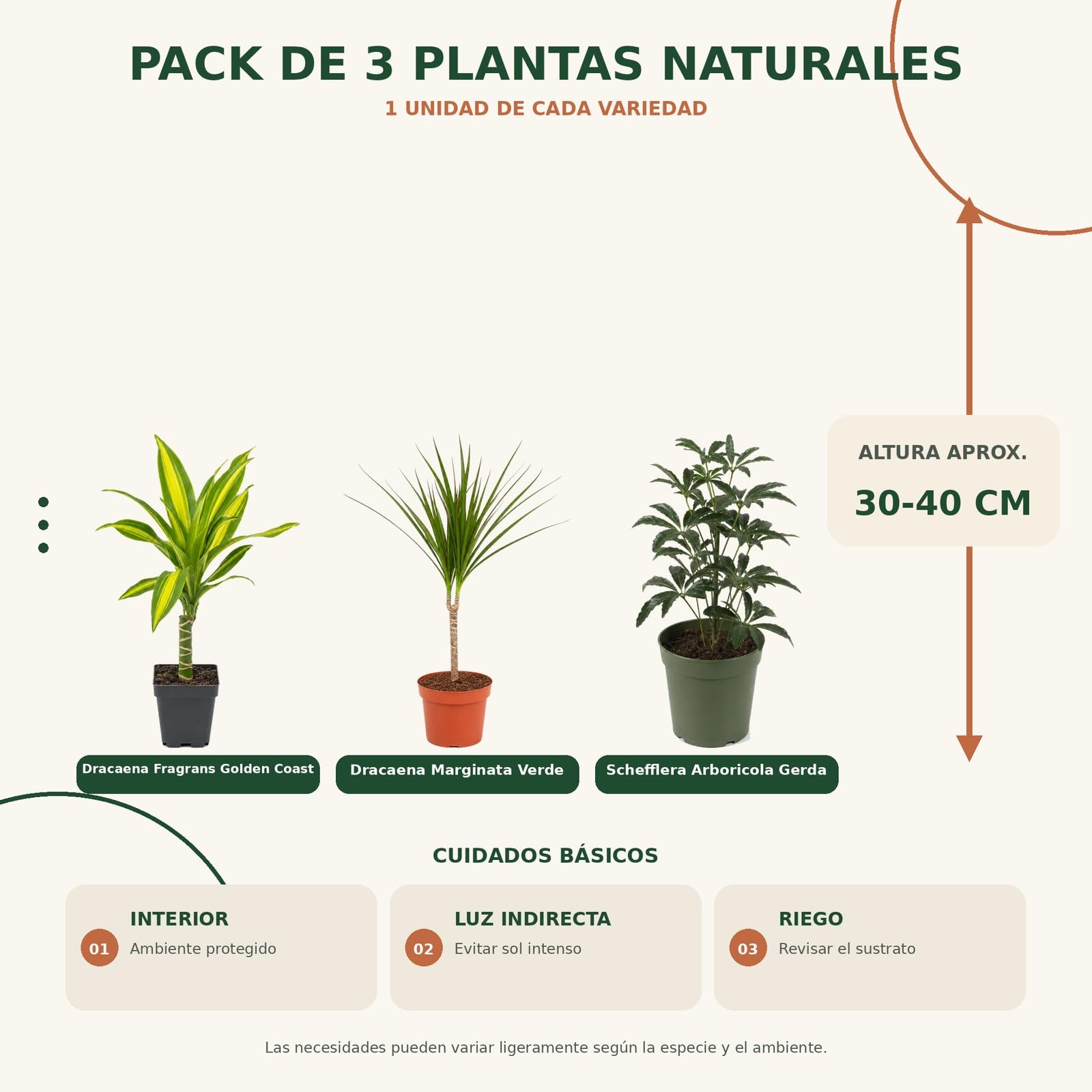 Pack 3 Plantas DECOALIVE: Tronco de Brasil, Drácena y Cheflera Gerda