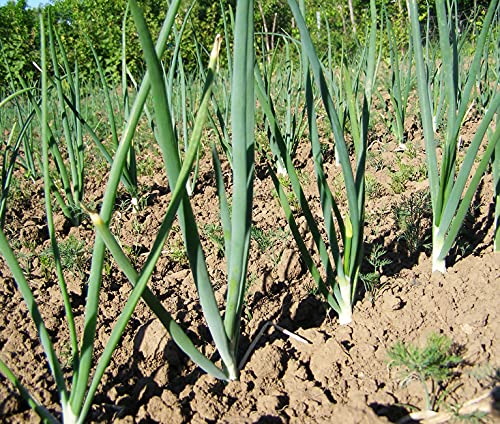 Earthcare Seeds Bunching Onion Evergreen 300 Seeds (Allium Fistulosum) Heirloom - Non Gmo - Open Pollinated - Untreated Seed #TOP6